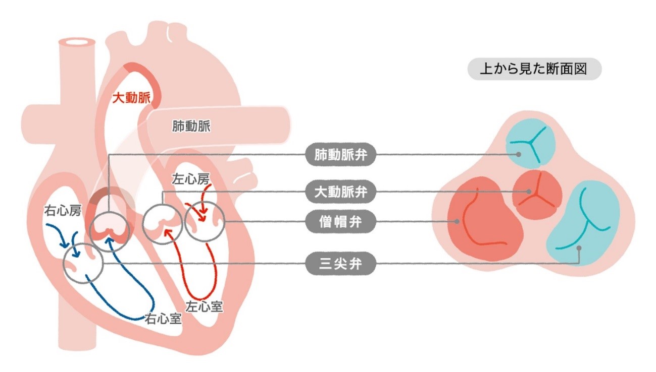 心臓弁膜症に対する非外科的処置