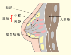 「乳がん」とはそもそもどんな病気ですか？